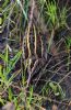 Jack Snipe at Airport Business Park (Tim Bourne) (104550 bytes)