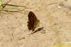 Wall Brown at Wat Tyler Country Park (Richard Howard) (120886 bytes)