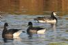 Barnacle Goose at Canvey Heights C.P. & Newlands (Richard Howard) (76512 bytes)