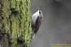 Treecreeper at Thundersley Glen (Richard Howard) (102845 bytes)