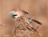 Bearded Tit at Bowers Marsh (RSPB) (Graham Oakes) (75616 bytes)