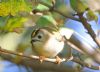 Goldcrest at Gunners Park (Paul Griggs) (66310 bytes)