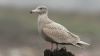 Glaucous Gull at Private site with no public access (Steve Arlow) (31960 bytes)