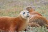 Common Seal at River Roach (Graham Mee) (69495 bytes)