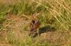 Wryneck at Two Tree Island (West) (Steve Arlow) (94070 bytes)