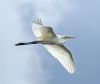 Great White Egret at Bowers Marsh (RSPB) (Graham Oakes) (29341 bytes) Great White Egret at Bowers Marsh (RSPB) (Graham Oakes) (29341 bytes)