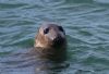 Grey Seal at Southend Pier (Vince Kinsler) (70458 bytes)