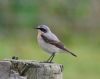 Wheatear at Canvey Island (Vince Kinsler) (52644 bytes)