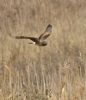 Hen Harrier at Bowers Marsh (RSPB) (Graham Oakes) (90382 bytes)