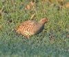 Grey Partridge at Bowers Marsh (RSPB) (Graham Oakes) (124803 bytes)