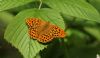 Silver-washed Fritillary at Hockley Woods (Steve Arlow) (58922 bytes)