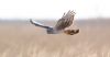 Hen Harrier at Wallasea Island (RSPB) (Paul Griggs) (21371 bytes) Hen Harrier at Wallasea Island (RSPB) (Paul Griggs) (21371 bytes)