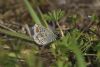 Brown Argus at Canvey Wick (Matt Bruty) (54365 bytes)