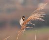 Reed Bunting at Bowers Marsh (RSPB) (Vince Kinsler) (46673 bytes)