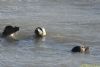 Grey Seal at Southend Pier (Richard Howard) (83147 bytes)