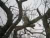 Merlin at Wallasea Island (RSPB) (Matt Bruty) (171775 bytes) Merlin at Wallasea Island (RSPB) (Matt Bruty) (171775 bytes)