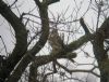 Merlin at Wallasea Island (RSPB) (Matt Bruty) (171775 bytes)