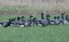 Black Brant at Wallasea Island (RSPB) (Jeff Delve) (51099 bytes) Black Brant at Wallasea Island (RSPB) (Jeff Delve) (51099 bytes)