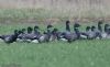 Black Brant at Wallasea Island (RSPB) (Jeff Delve) (51099 bytes)