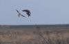 Pallid Harrier at Wallasea Island (RSPB) (Jeff Delve) (28288 bytes)