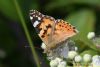 Painted Lady at Canvey Way (Richard Howard) (50939 bytes)