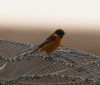 Stonechat at Wallasea Island (RSPB) (Vince Kinsler) (63315 bytes)