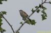 Whitethroat at Wakering Common (Richard Howard) (73729 bytes)