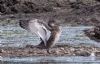 Garganey at Vange Marsh (RSPB) (Tim Bourne) (86145 bytes) Garganey at Vange Marsh (RSPB) (Tim Bourne) (86145 bytes)