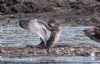 Garganey at Vange Marsh (RSPB) (Tim Bourne) (86145 bytes)