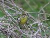 Serin at Gunners Park (Tim Bourne) (88474 bytes)