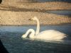 Whooper Swan at Lower Raypits (Jeff Delve) (82551 bytes)