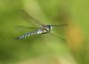 Migrant Hawker at Bowers Marsh (RSPB) (Graham Oakes) (31915 bytes)