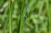 Azure Damselfly at Vange Marsh (RSPB) (Richard Howard) (44186 bytes)