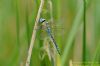 Southern Migrant Hawker at Wat Tyler Country Park (Richard Howard) (41986 bytes)