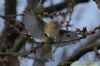 Chiffchaff at Benfleet Downs (Richard Howard) (84685 bytes)