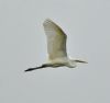 Great White Egret at Bowers Marsh (RSPB) (Graham Oakes) (32574 bytes) Great White Egret at Bowers Marsh (RSPB) (Graham Oakes) (32574 bytes)