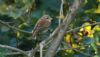 Red-backed Shrike at Shoebury East Beach (Steve Arlow) (45601 bytes)