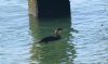 Shag at Gunners Park (Paul Griggs) (57667 bytes) Shag at Gunners Park (Paul Griggs) (57667 bytes)