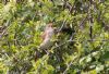 Nightingale at Canvey Wick (Jeff Delve) (121197 bytes)