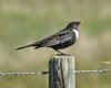 Ring Ouzel at Bowers Marsh (RSPB) (Graham Oakes) (48557 bytes)