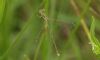 Southern Emerald Damselfly at Wallasea Island (RSPB) (Steve Arlow) (32303 bytes) Southern Emerald Damselfly at Wallasea Island (RSPB) (Steve Arlow) (32303 bytes)