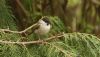 Marsh Tit at Hockley Woods (Steve Arlow) (188535 bytes)