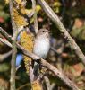 Spotted Flycatcher at Shoebury East Beach (Vince Kinsler) (104953 bytes)