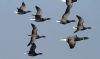 Dark-bellied Brent Goose at Wallasea Island (RSPB) (Vince Kinsler) (31350 bytes) Dark-bellied Brent Goose at Wallasea Island (RSPB) (Vince Kinsler) (31350 bytes)