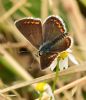 Brown Argus at Bowers Marsh (RSPB) (Graham Oakes) (68038 bytes)