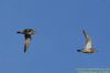 Golden Plover at Wallasea Island (RSPB) (Richard Howard) (29582 bytes)