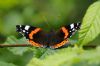 Red Admiral at Belfairs Great Wood (Richard Howard) (44815 bytes)