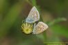 Common Blue at Gunners Park (Richard Howard) (77160 bytes)