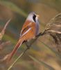 Bearded Tit at Bowers Marsh (RSPB) (Jeff Delve) (56089 bytes)