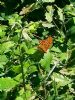 Silver-washed Fritillary at Belfairs N.R. (Paul Griggs) (126995 bytes) Silver-washed Fritillary at Belfairs N.R. (Paul Griggs) (126995 bytes)